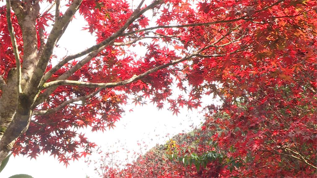 楓葉紅了! 秋天的杉林溪「夢幻美」