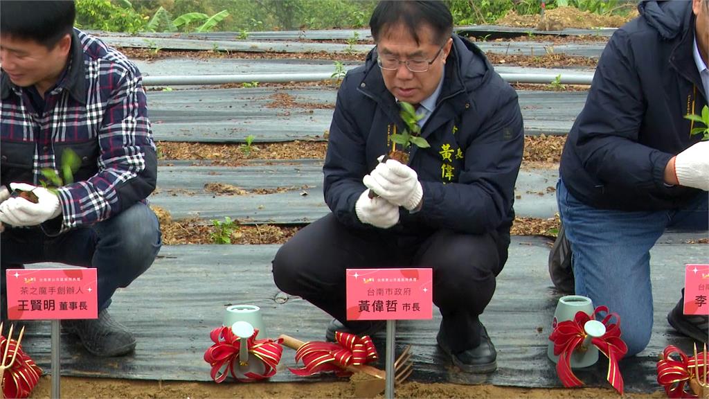 台南市府與業者合作規劃15公頃茶園　市長黃偉哲：開創另一個春天