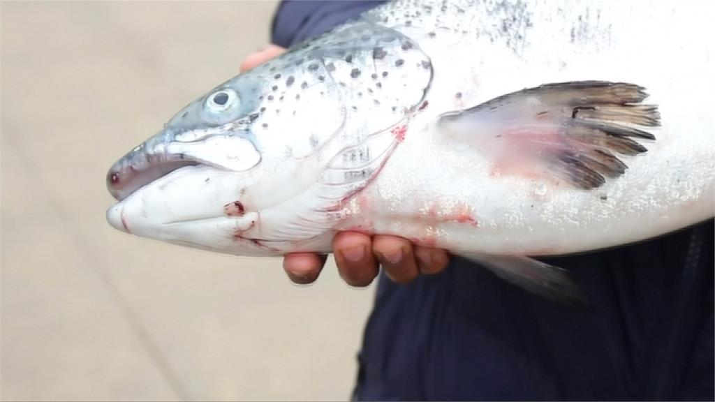 暴風雨破壞圍欄  智利60萬條鮭魚落跑回大海