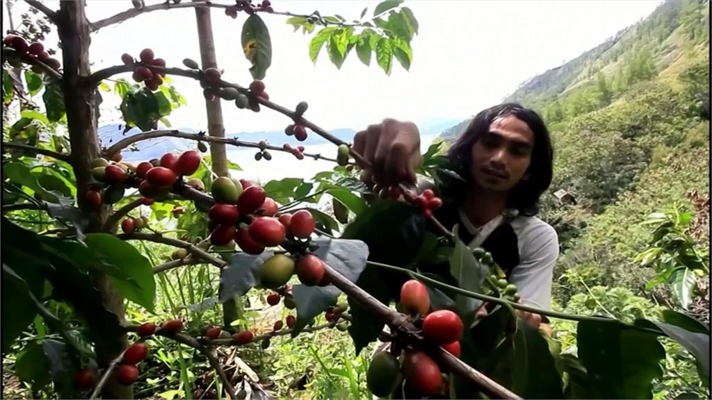 咖啡產國印尼一掃陰霾！豆子每公斤可賣644元