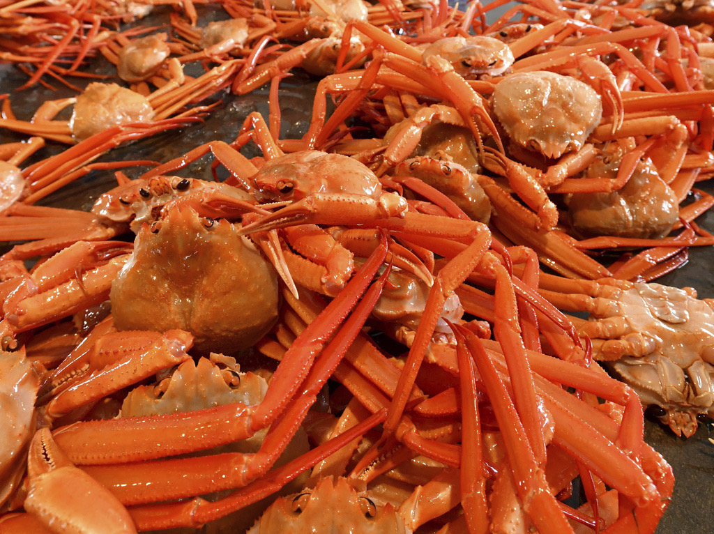 新潟紅楚蟹捕撈旺季產量多　小隻百元有找！滋味濃郁超受歡迎