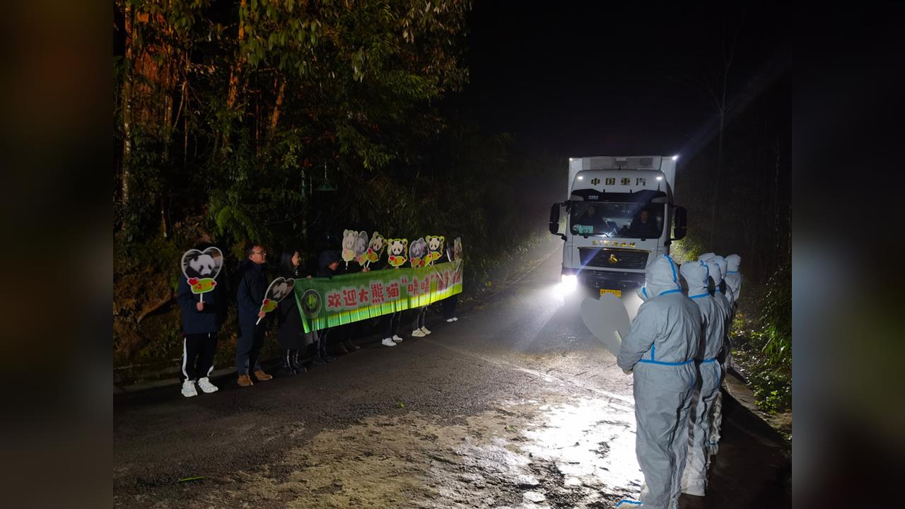 日本國內首度「貓熊歸零」　雙胞胎曉曉、蕾蕾抵中國四川