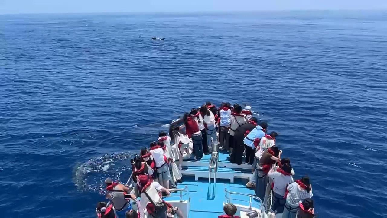 震撼！短肢領航鯨群現身花蓮外海　母子同行、罕見浮窺畫面曝