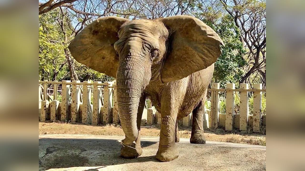 快新聞／壽山動物園「非洲象阿里」離世　享年52歲