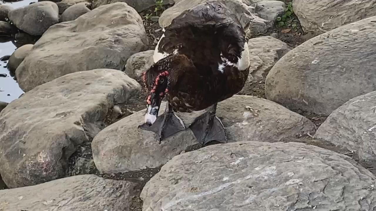 寵物紅番鴨遭腳踏車輾死 凶手下場出爐!