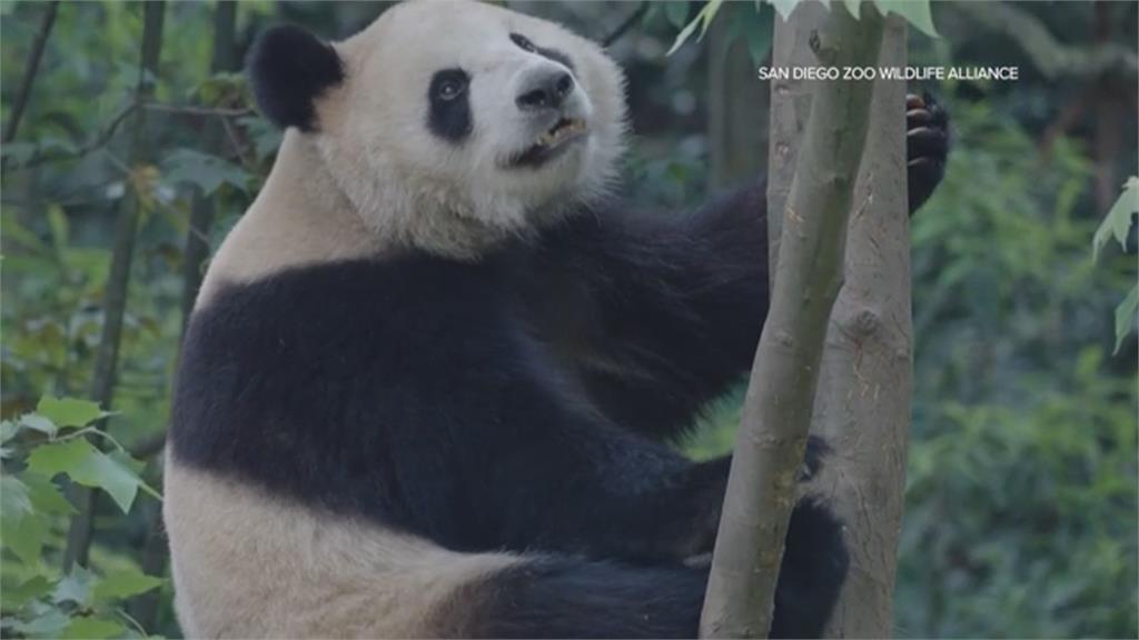 中美重啟貓熊外交　「雲川」和「鑫寶」抵聖地牙哥動物園