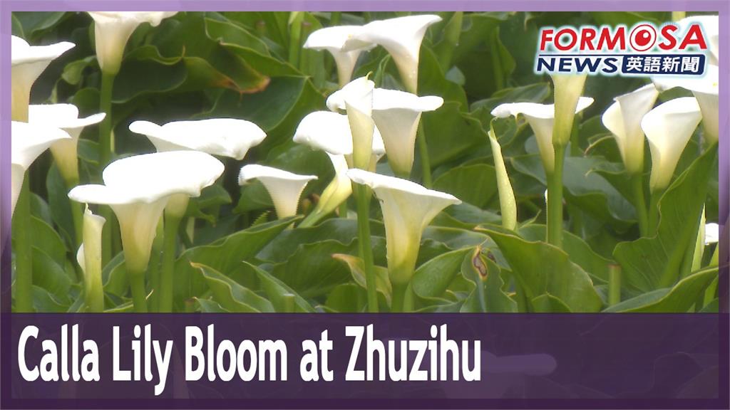 2021 Zhuzihu Calla Lily Festival begins on March 26 