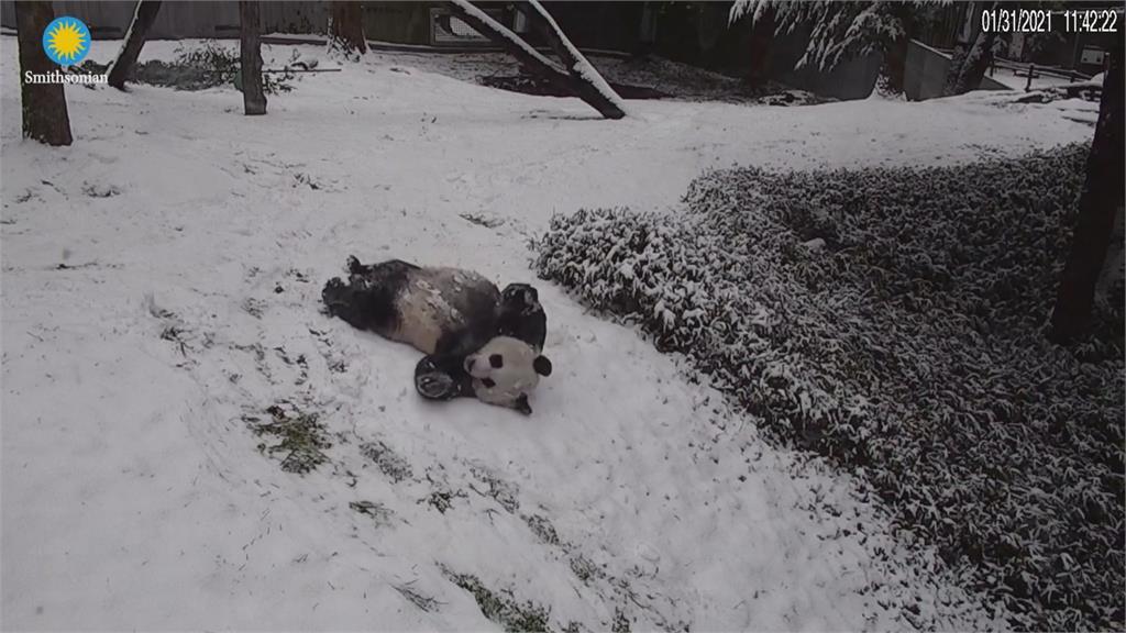 華盛頓特區成銀白世界 貓熊玩雪不亦樂乎