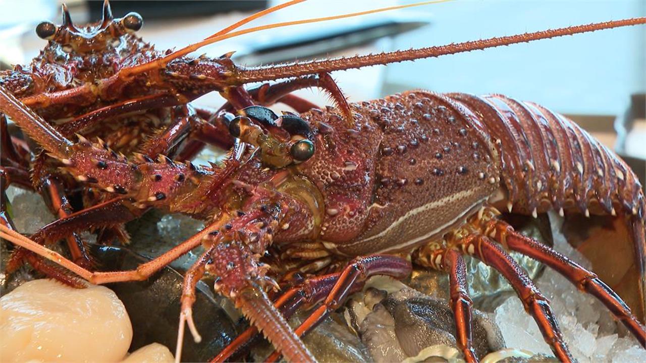 快新聞/澳洲龍蝦輸了!台灣進口市場出現新霸主 饕客愛上「這國家」龍蝦
