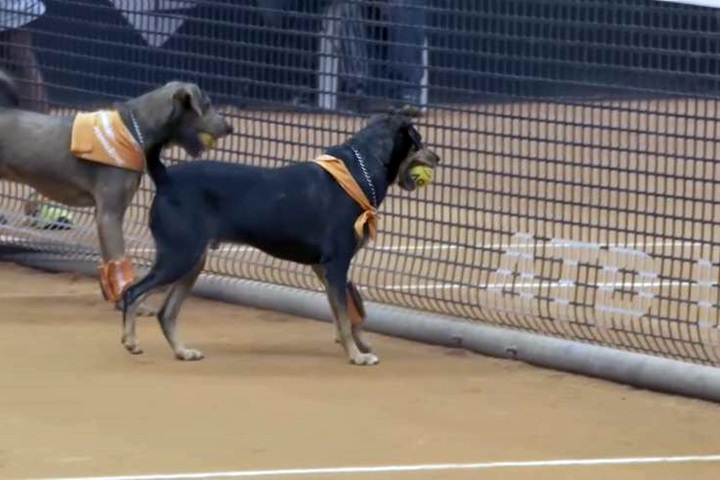 巴西網球公開賽 流浪犬連續3年當球僮
