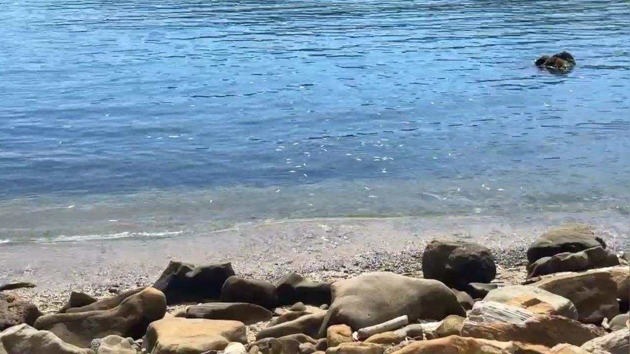疑漁船炸魚? 潛水客赴龍洞灣潛水 發現大片死魚屍體