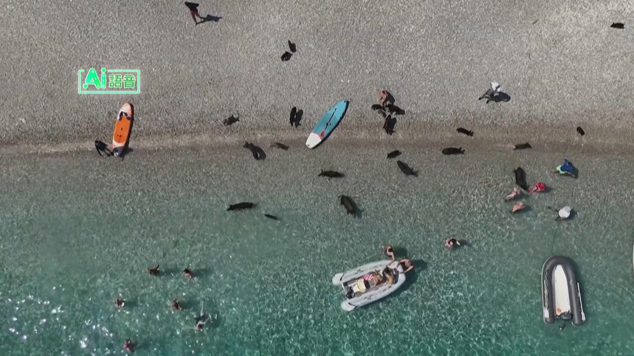 希臘超夯景點！「上百小豬生活超chill」　陪遊客游泳、做日光浴