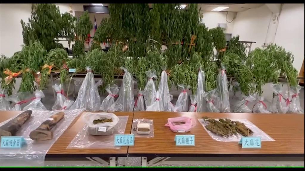 菜園種百棵大麻植株「市值千萬」　泰籍夫妻檔遭逮！