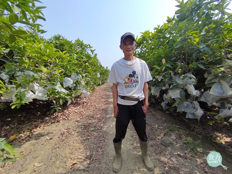 躺著收成的蓮霧隱形冠軍！年均21口貨櫃的外銷量 高雄頂級蜜蓮霧虧損3000萬後重新盤整再出發