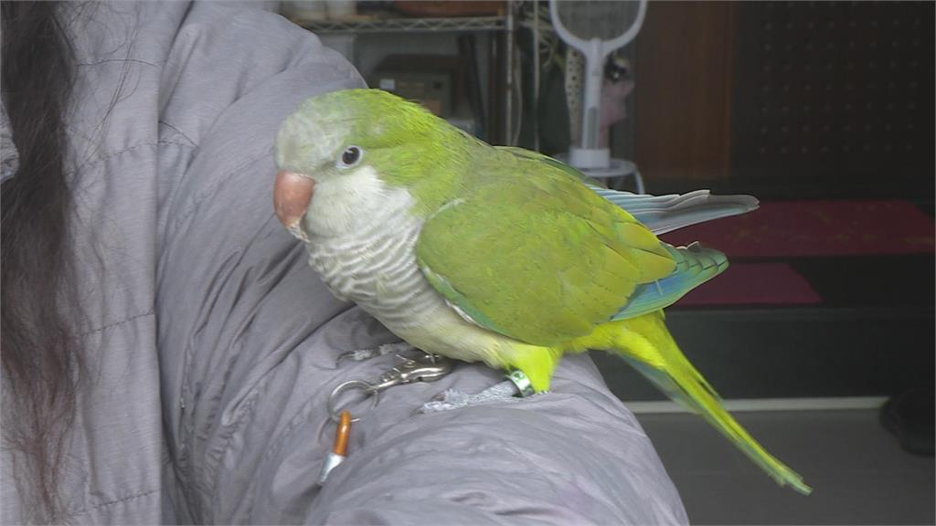 「迷航鸚鵡」飛派出所「求救」　腳環電話讓飼主找回愛鳥