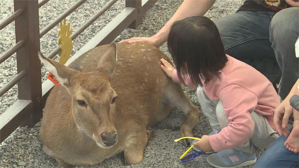 「宜蘭小奈良」欣賞超萌梅花鹿　實踐友善動物精神