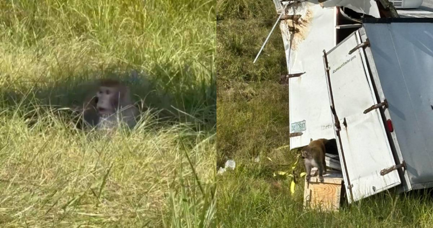 卡車意外翻覆「6實驗猴逃脫」　美警：身上帶有3病毒且有攻擊性