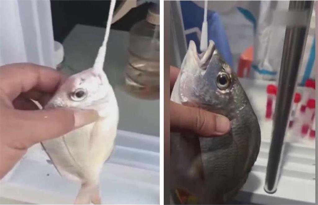 中國「掰開魚嘴採檢」影片瘋傳　專家驚呼：太誇張！魚兒無辜