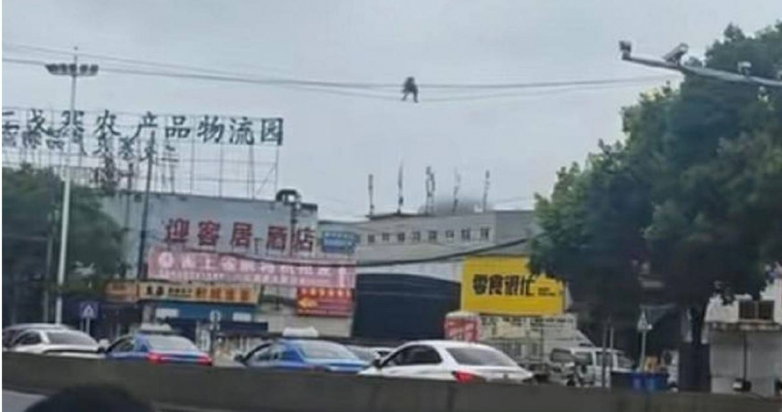 貴陽街頭驚見猴子走電線!網友戲稱「成精猴子大俠」 當地人:早見怪不怪