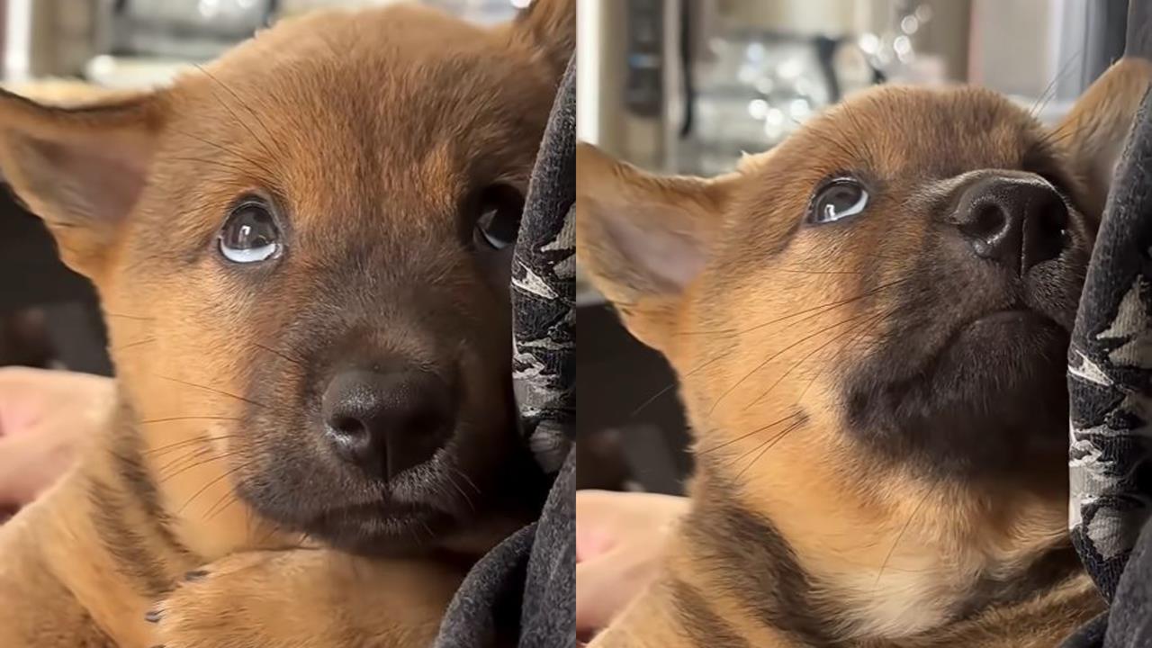 收容所小狗「一眼定終身」融化67萬人！網看哭：牠找到了全世界