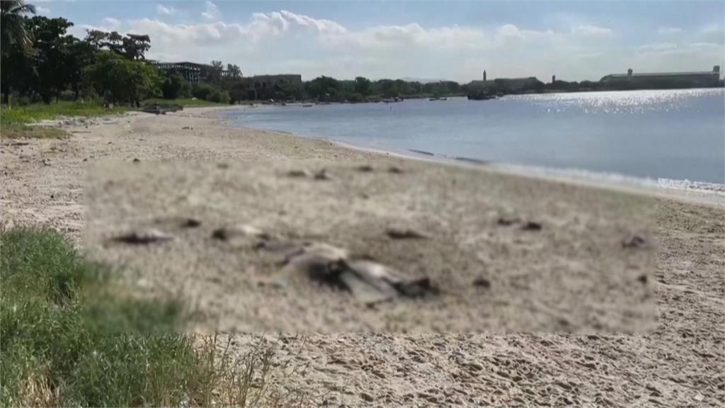 巴西海灘驚見大批魟魚屍體! 研判「海洋推土機」釀禍