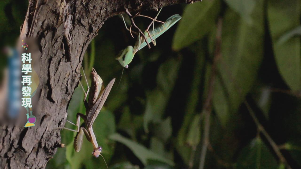 大自然愛情教室　探索昆蟲世界的奧妙
