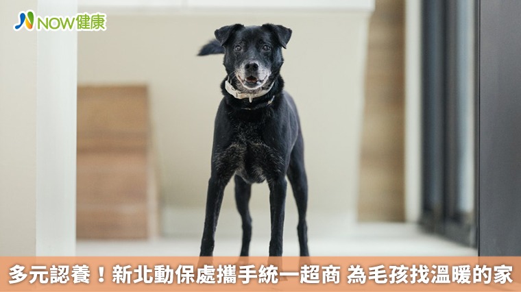 多元認養!新北動保處攜手統一超商 為毛孩找溫暖的家