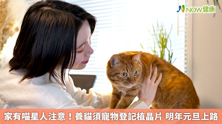 家有喵星人注意!養貓須寵物登記植晶片 明年元旦上路