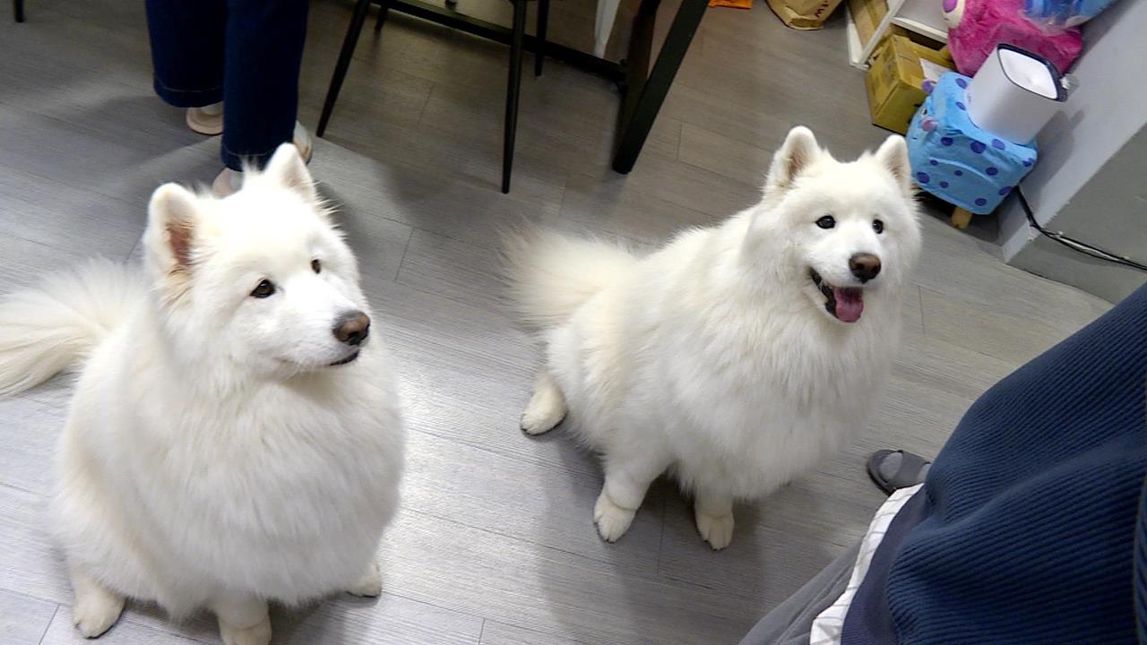 WBC後全台興起「薩摩教」　網紅萌寵神預測台韓大戰