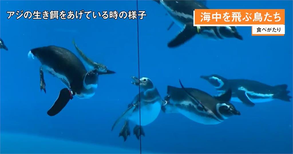 麥哲倫企鵝進入繁殖季　新潟上越水族館喜迎１７隻企鵝寶寶