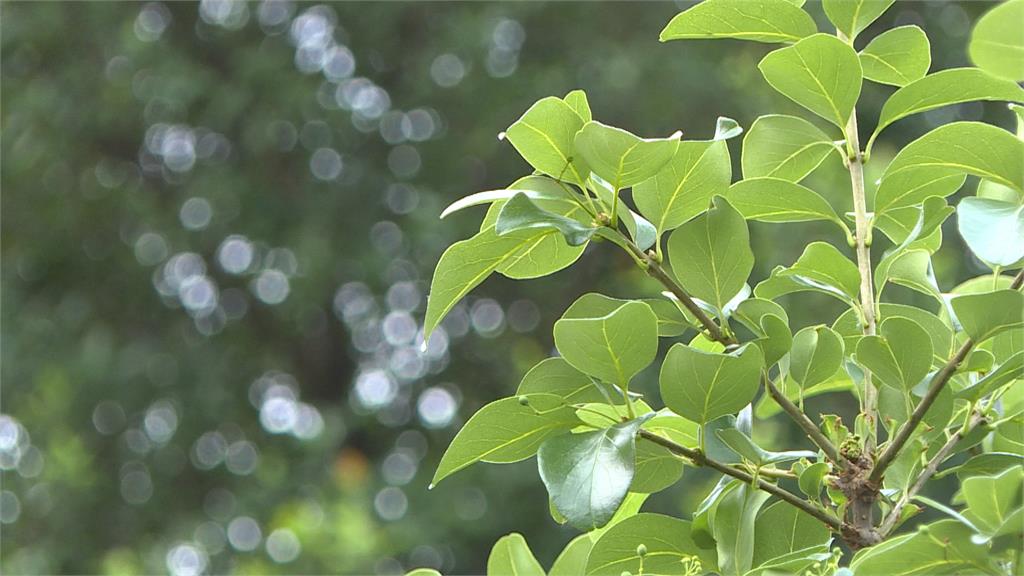 鋒面報到！下週天氣不穩　今年首颱「艾維尼」生成機率高