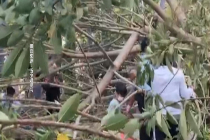 清水颳9級強陣風 公園樹倒壓傷2大1小