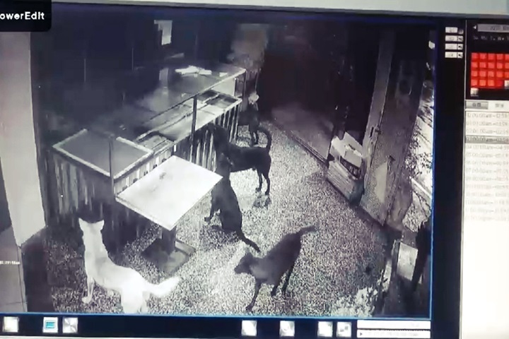 集團訓練？宜蘭街貓遭惡犬圍攻慘死