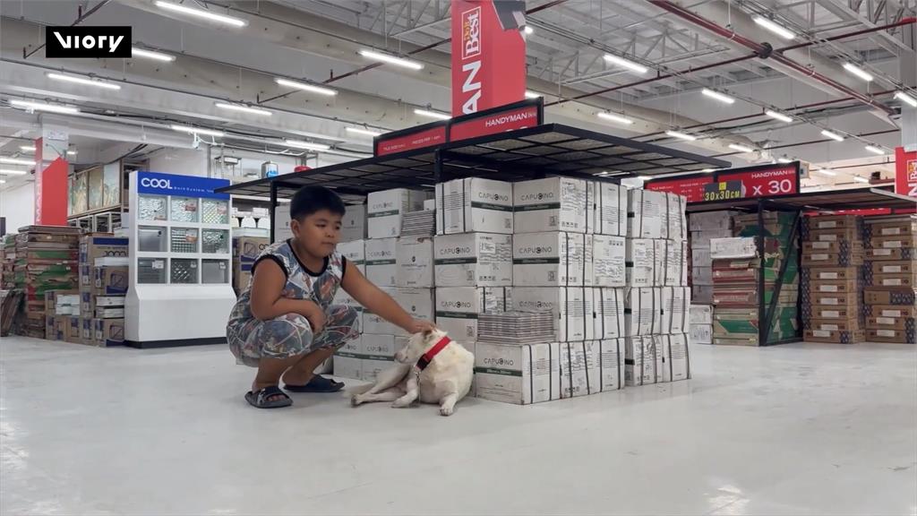 菲律賓五金百貨收編流浪犬　幫巡邏顧店爆紅
