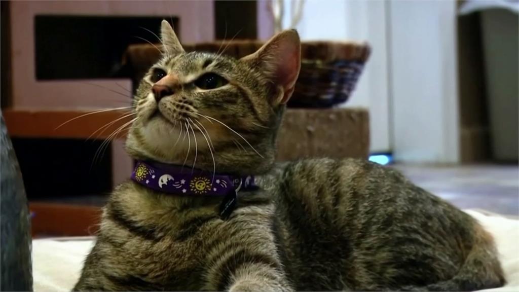 疑遭飼主母傳染 法國首隻染病家貓已康復