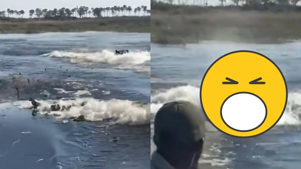 驚險瞬間曝光！獠牙巨獸水面飆速突襲⋯觀光船遭「生死追殺」遊客嚇瘋：這輩子最恐怖