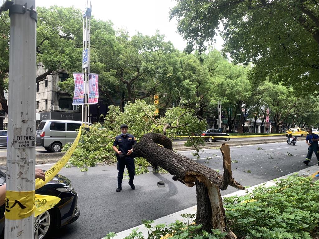 快新聞／中山北路樹倒壓死男騎士　北市府將助家屬申請最高理賠600萬