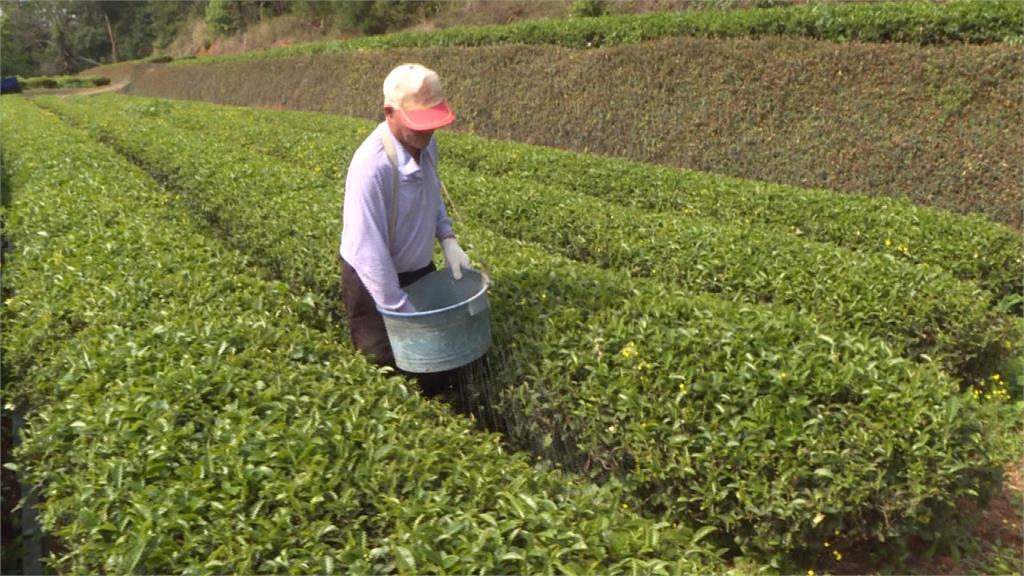 等三月春雨解渴！鹿谷凍頂烏龍茶銳減五成