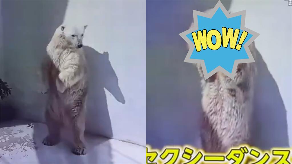 日本北極熊做「1舉動」破2千萬次觀看！神情到位影片曝…網：熊界瑪麗蓮夢露