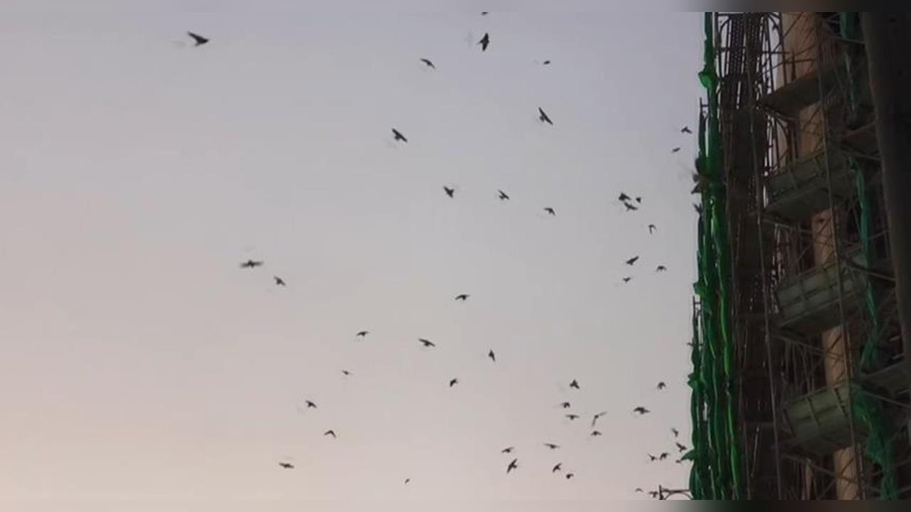 苑裡「萬燕齊發」發出嘈雜聲　醫院受干擾.路人躲黃金雨