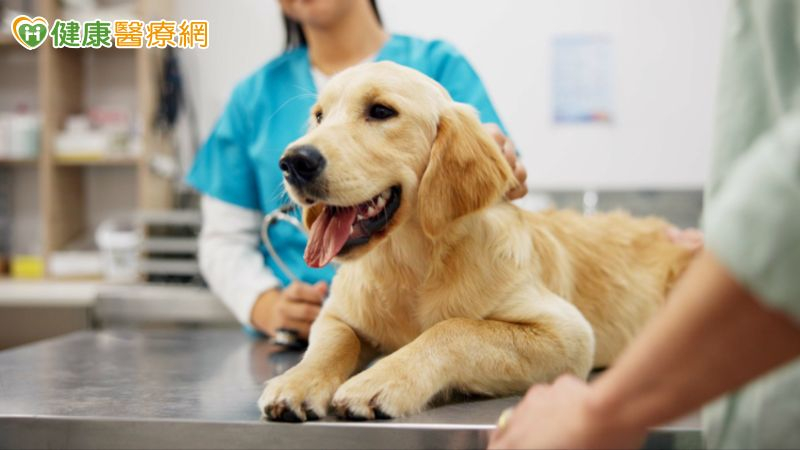 家中毛小孩腸胃道常出問題？獸醫師曝「這些」好菌有助改善！