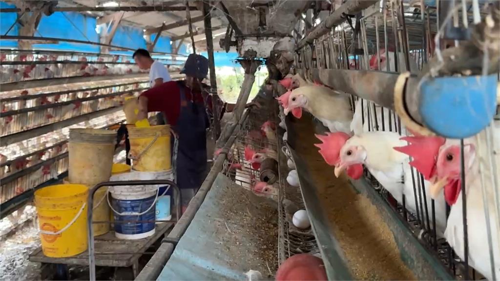 台南七股雞舍還沒修復完　楊柳來勢洶洶雞農捶心肝