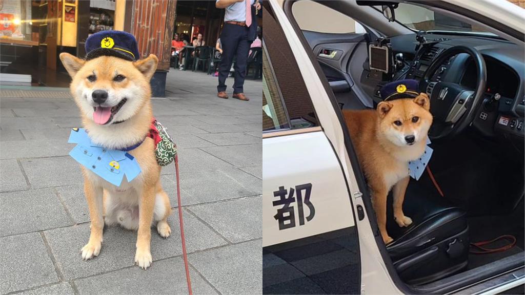 4歲柴柴命運大變身！「遭棄養」→「一日警犬」值勤影片萌翻全網