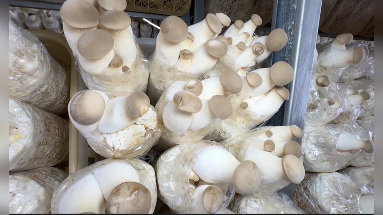 科技種杏鮑菇! 業者保留人工削菇 促在地婦女就職