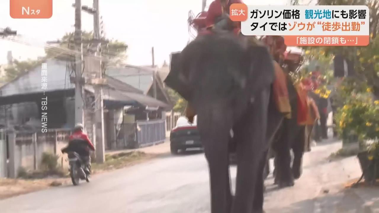 國際油價飆升!運送卡車沒油可開 泰國大象徒步上下班