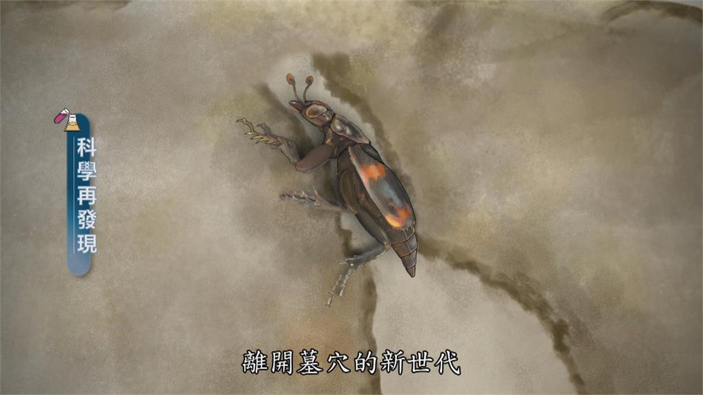 自然界清道夫「埋葬蟲」　啟動循環養育新生命