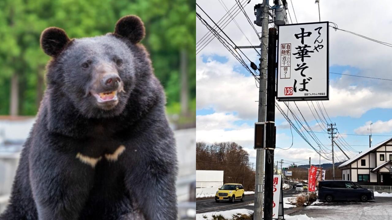 日本拉麵店員遭「黑熊襲擊」勇猛抵抗！「臉遭巨爪劃傷」仍忍痛繼續煮麵