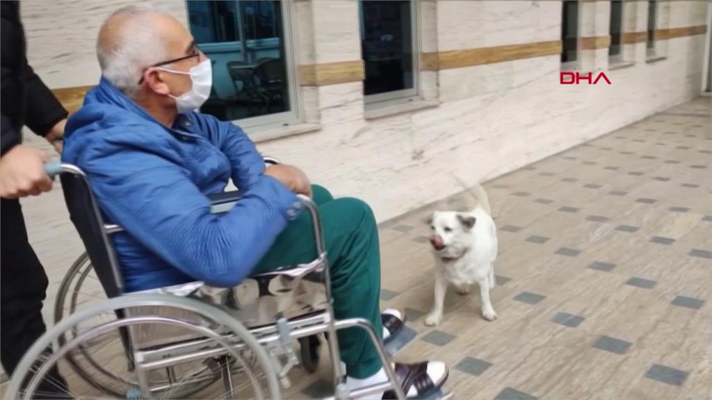 忠犬小八！ 主人住院 珠珠每天到醫院門口守候