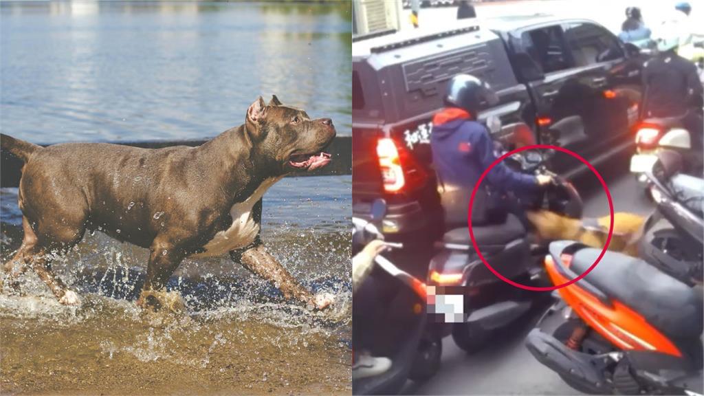 比特犬「2度跳車咬人」慘了！市府改口「提高罰鍰＋沒入」：給所有飼主警惕