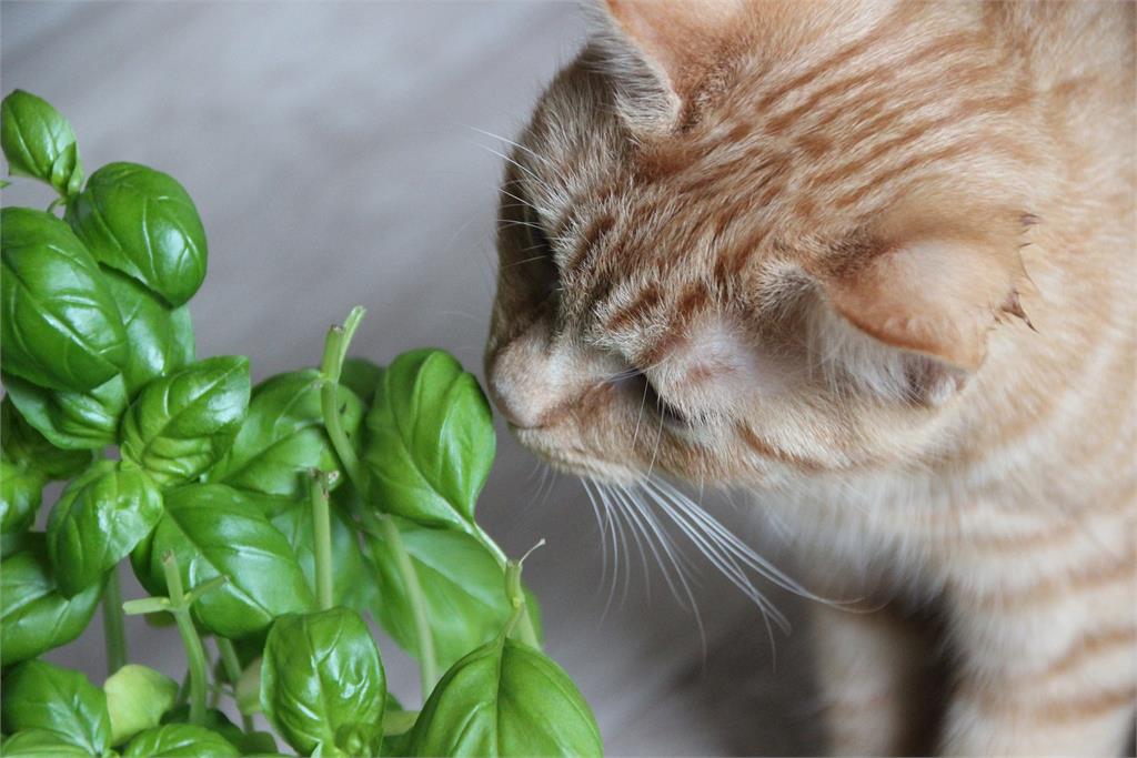 植物對貓咪有毒？不傷毛小孩的三大送花秘訣！